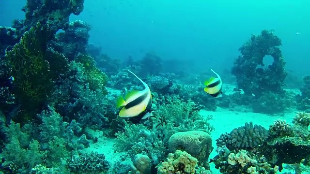 红海海洋生物中的热带鱼视频素材