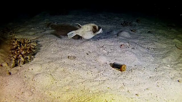 红海的海洋生物视频素材