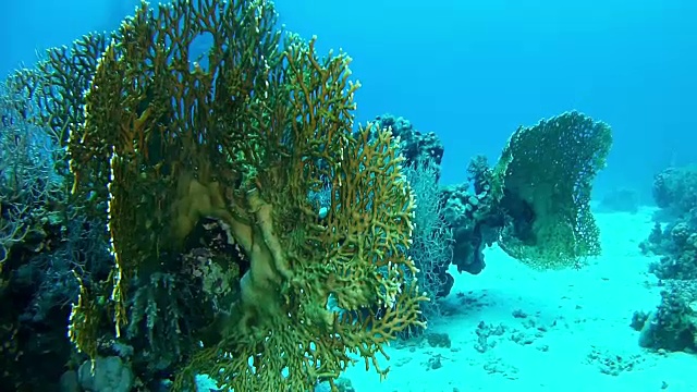 水下景观-红海的珊瑚尖峰-埃及视频素材