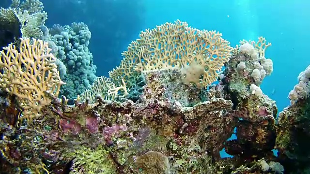 珊瑚水下景观在红海潜水视频素材