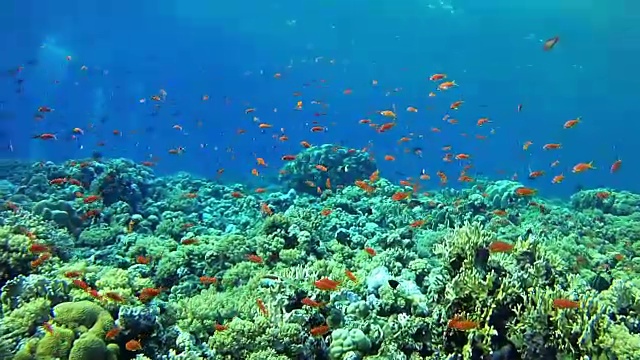 珊瑚水下景观在红海潜水视频素材