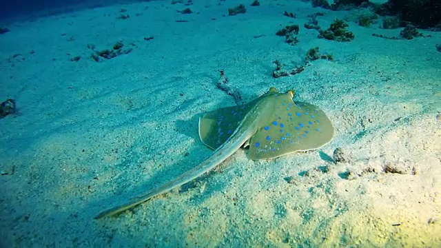 在红海潜水的海洋生物蓝斑黄貂鱼视频素材