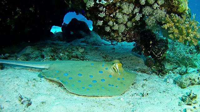 在红海潜水的海洋生物蓝斑黄貂鱼视频素材