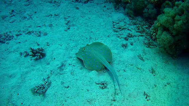 在红海潜水的海洋生物蓝斑黄貂鱼视频素材