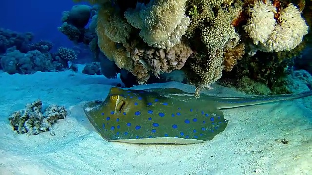 在红海潜水的海洋生物蓝斑黄貂鱼视频素材