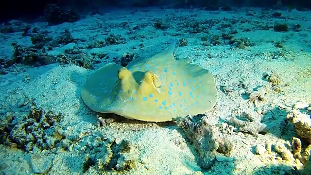 在红海潜水的海洋生物蓝斑黄貂鱼视频素材