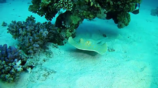 在红海潜水的海洋生物蓝斑黄貂鱼视频素材