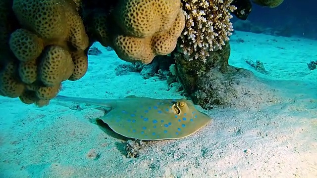 在红海潜水的海洋生物蓝斑黄貂鱼视频素材