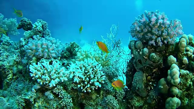 红海水下景观视频素材