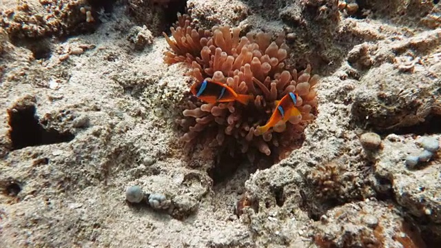 海葵和海葵鱼视频素材