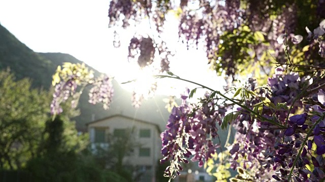 夫妇自行车下紫藤花，从溪下视频素材