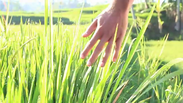 手触摸在绿色的稻田背景，巴厘岛，印度尼西亚。近距离视频素材