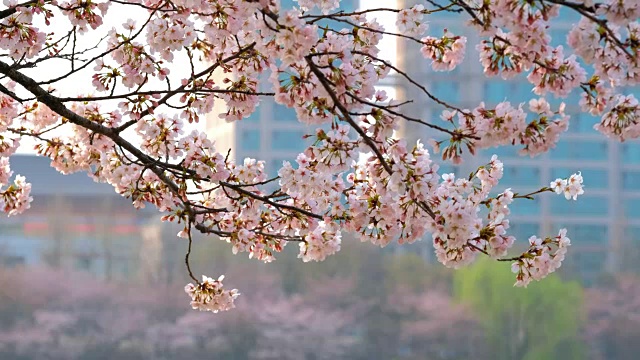 樱花盛开视频素材