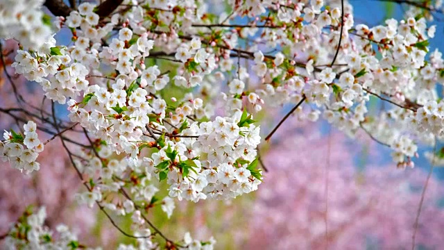 樱花盛开视频素材