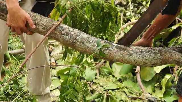 人用日本锯横砍树枝视频素材