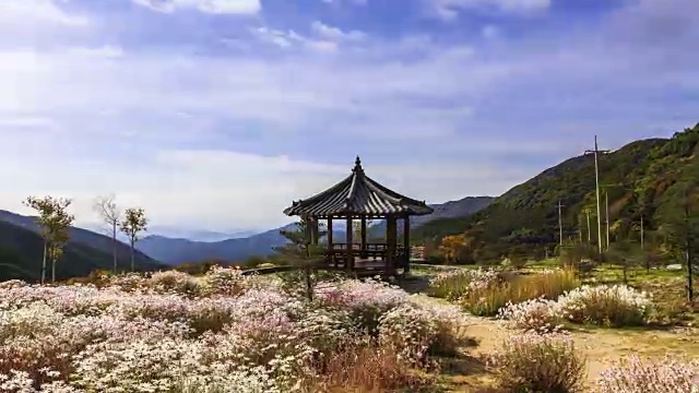 京畿道加平郡的凉亭和菊花视频素材