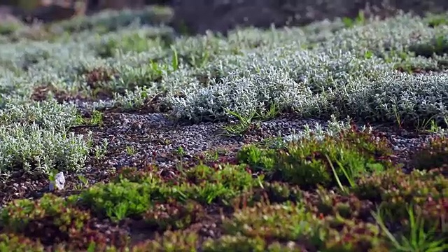 草坪上有不同类型的苔藓。北自然背景。视频素材