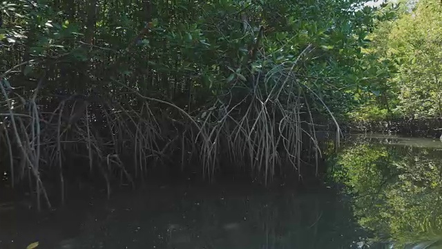 用慢镜头在红树林中航行视频素材