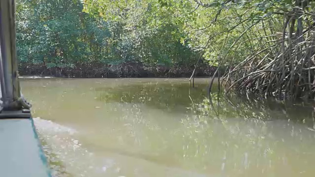 用慢镜头在红树林中航行视频素材