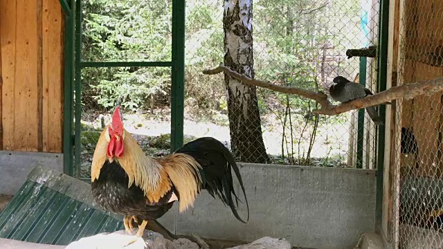 斑驳的成年雄鸡或雄鸡白天在鸡笼上撑杆。视频素材