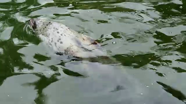 水中海豹(Phoca vitulina)视频素材