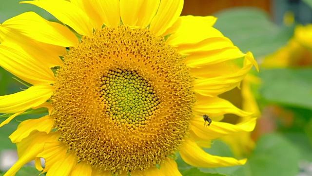 花园里的太阳花和蜜蜂视频素材