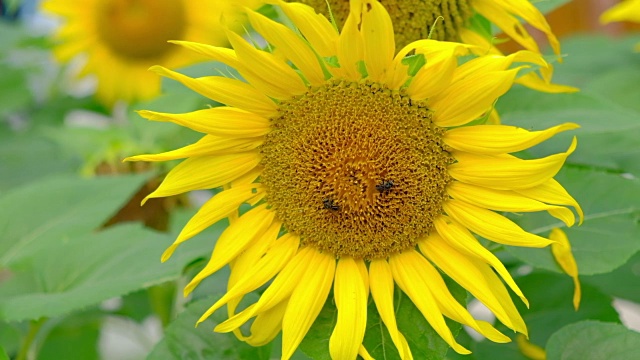 花园里的太阳花和蜜蜂视频素材