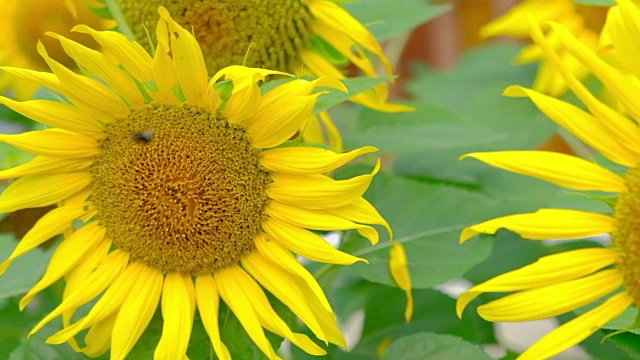 花园里的太阳花和蜜蜂视频素材