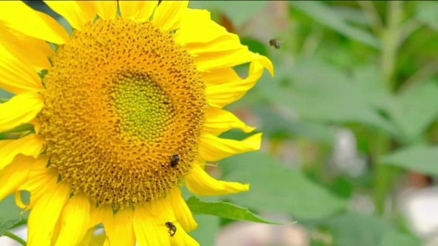 花园里的太阳花和蜜蜂视频素材