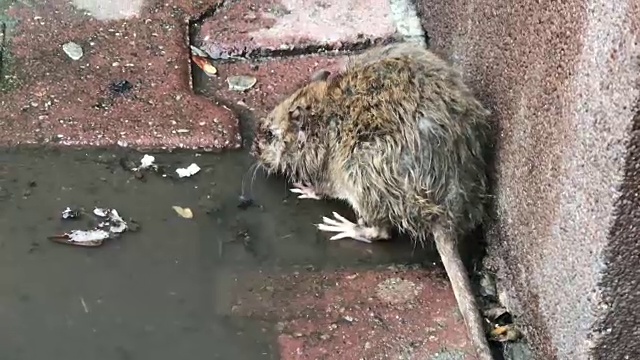 城市里的棕色老鼠从水坑里喝水视频素材