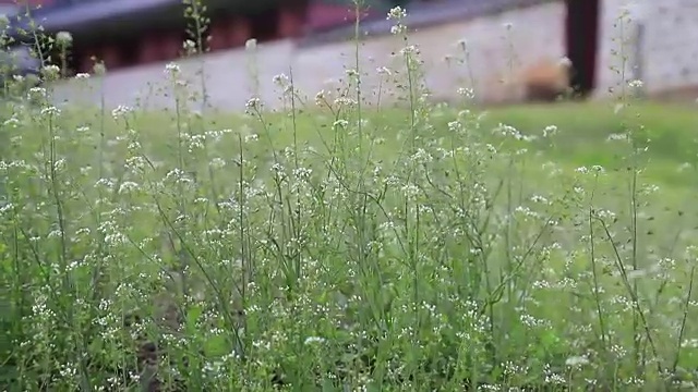 野花视频下载