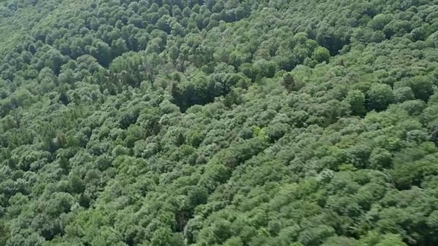 绿色森林鸟瞰图视频素材