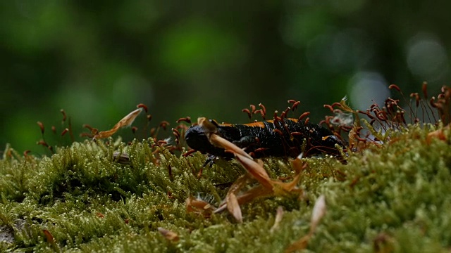 欧洲火蝾螈(Salamandra Salamandra)爬在苔藓上视频素材