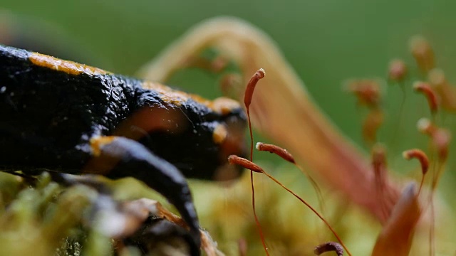 欧洲火蝾螈(Salamandra Salamandra)爬在苔藓上视频素材