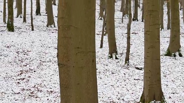 落叶树生长在积雪的森林地面上视频素材