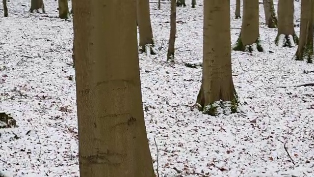 落叶树生长在积雪的森林地面上视频素材