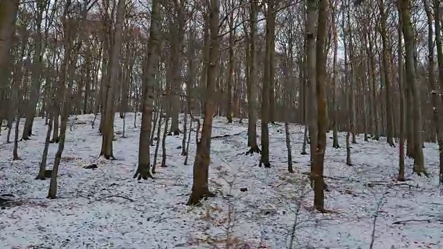 一层薄薄的雪覆盖了落叶森林的地面视频素材