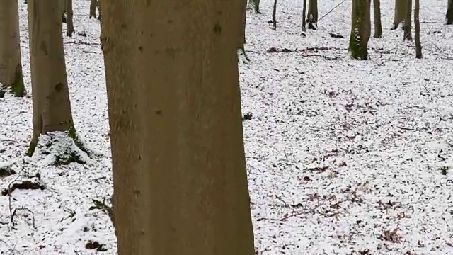 落叶树生长在积雪的森林地面上视频素材