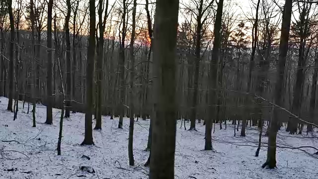 日出时，薄薄的一层雪覆盖了落叶森林的地面视频素材