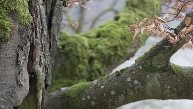 苔藓在秋天长在一棵多节的老树上视频素材