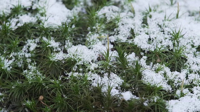 大雪落在长满苔藓的灌木丛上视频素材