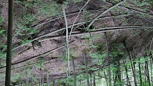 春天森林地面上的老叶视频素材