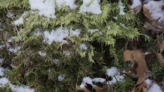 雪叶和苔藓的细节视频素材