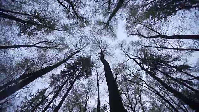 高大的树木耸立在森林地面上视频素材