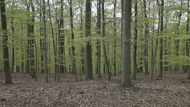 春天开花的落叶树木的幼林视频素材