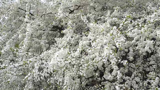 樱花白色的四月天。4 k视频素材