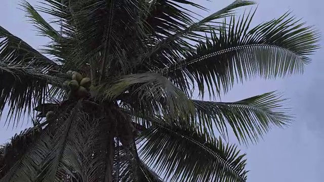 椰子树在一个下雨天4k视频素材