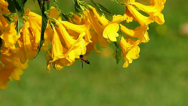 黄花在风中飘扬视频素材