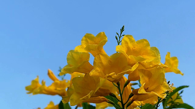 黄花在风中飘扬视频素材