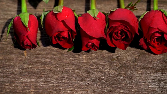多莉拍摄的红玫瑰是美丽的花为爱的意义，在情人节，可用于家庭装饰，复制空间。视频素材
